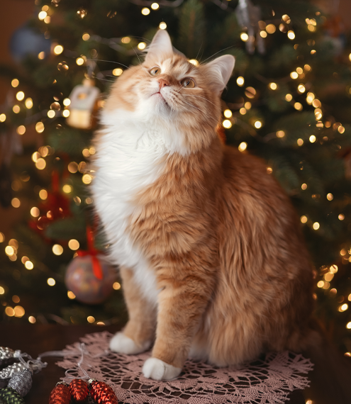 cómo cuidar a un gato en Navidad